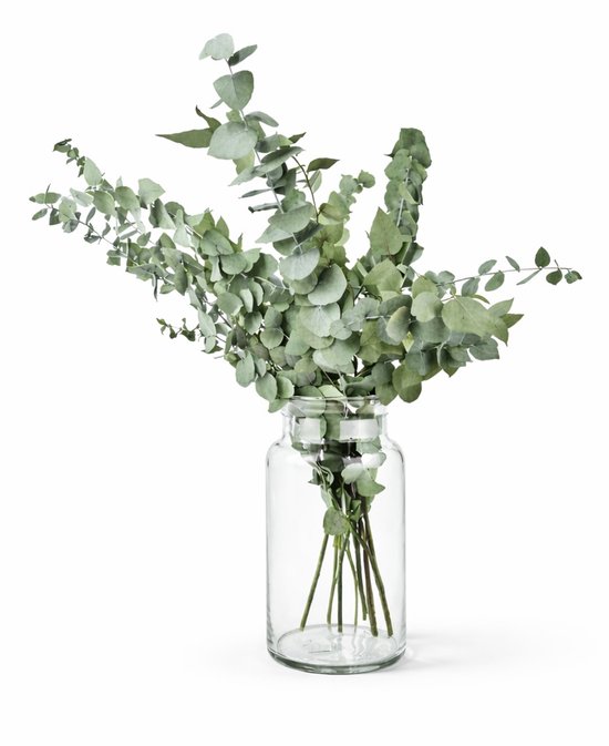 Eucalyptus Takken - Vers - Grote bos - Geurend - 70 cm