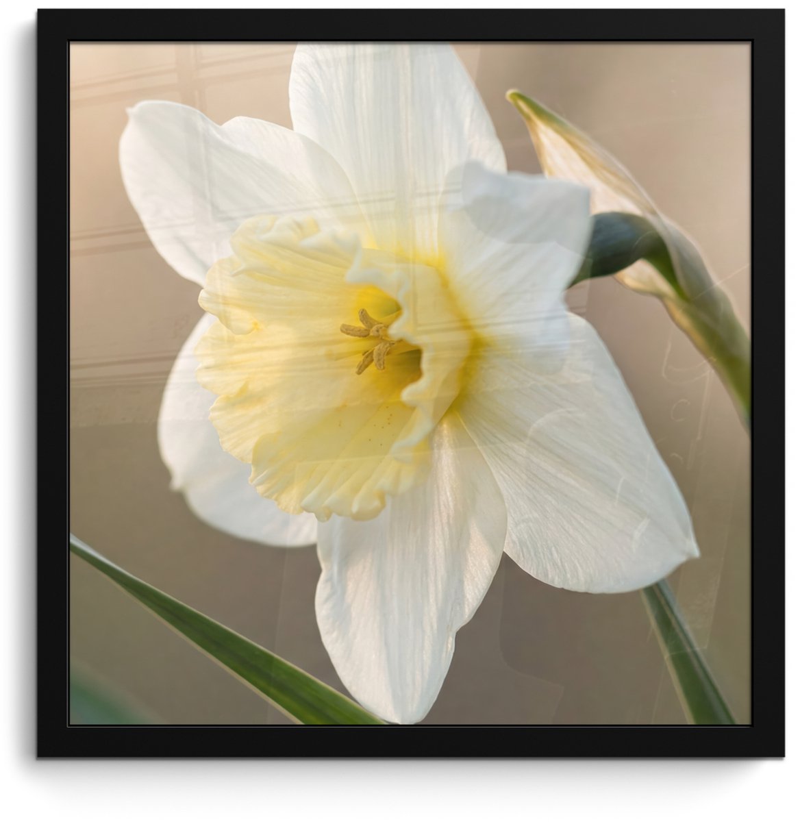 FrameYourWall Poster in lijst - Fotolijst 40x40 cm - Posters - Narcis - Bloem - Minimalistisch - Posterlijst zwart - Decoratie - Wanddecoratie woonkamer - Muurdecoratie slaapkamer Narcist - Bloem - Minimalistisch