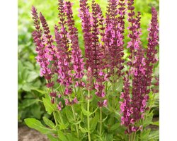 6 x Salvia nemorosa 'Sensation Deep Rose' - Salie in 9x9 pot met hoogte 0-10 cm