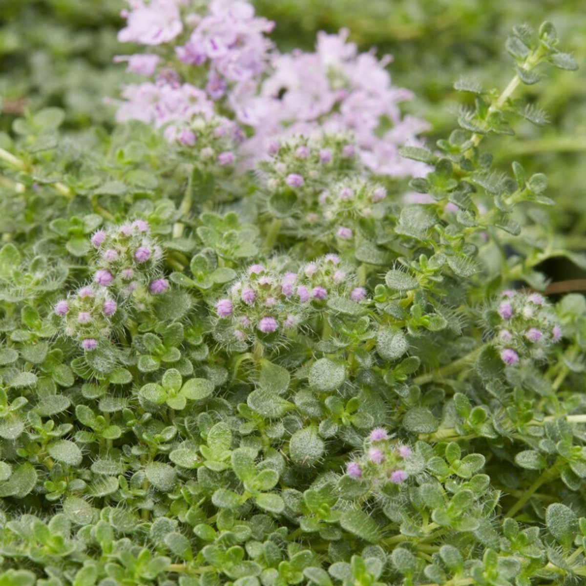 25 x Thymus serpyllum 'Elfin' - Kruiptijm in 9x9 pot met hoogte 0-10 cm