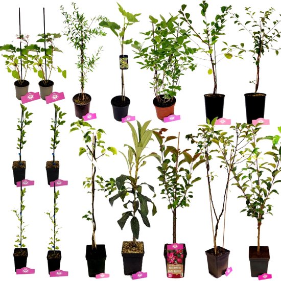 Voedselbos pakket - Speciale fruitplanten