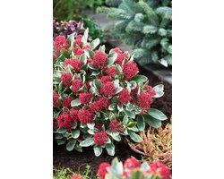 Skimmia jap. Perosa - Set van 4 - Bloemkleur Rood - Wintergroen