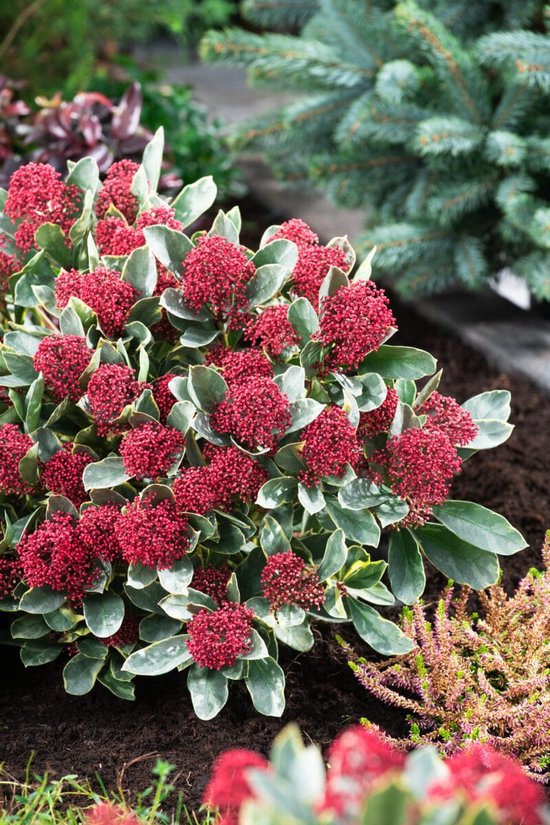 Skimmia jap. Perosa - Set van 4 - Bloemkleur Rood - Wintergroen