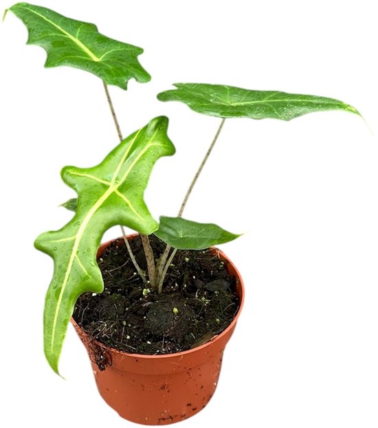 Alocasia Portei - Kamerplant - Potmaat Ø10,5 cm
