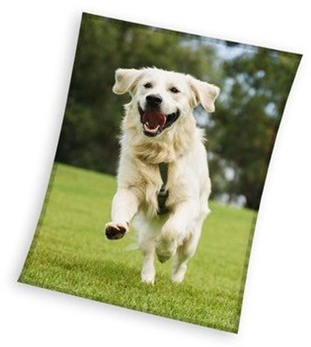 Sweet Home fleeceplaid hond groen 150x200cm