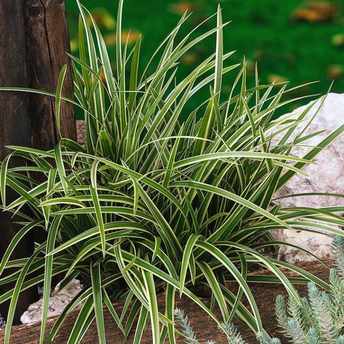 Plants Online BV - Planten - Tuinplanten - Siergrassen - Set van 3 - Japanse zegge 'Ice Dance'
