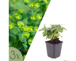 NatureNest | Wolfsmelk | set van 3 tuinplanten | Euphorbia amygdaloides var. robbiae | Winterharde bodembedekker voor halfschaduw
