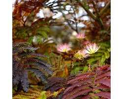 Albizia julibissin 'Summer Chocolate' - Perzische Slaapboom, Hoogte 30cm, 2 liter pot