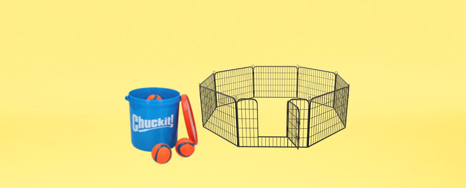 Le printemps pour votre animal de compagnie