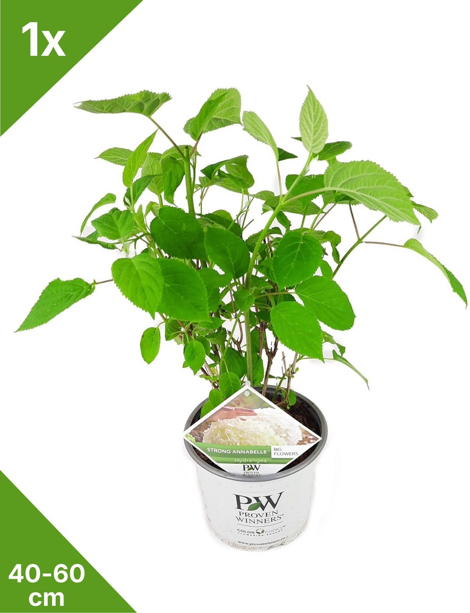 GARDENZO - 1x Hydrangea arbo. 'Strong Annabelle'® - Hortensia in 3 ltr pot 40/60 cm