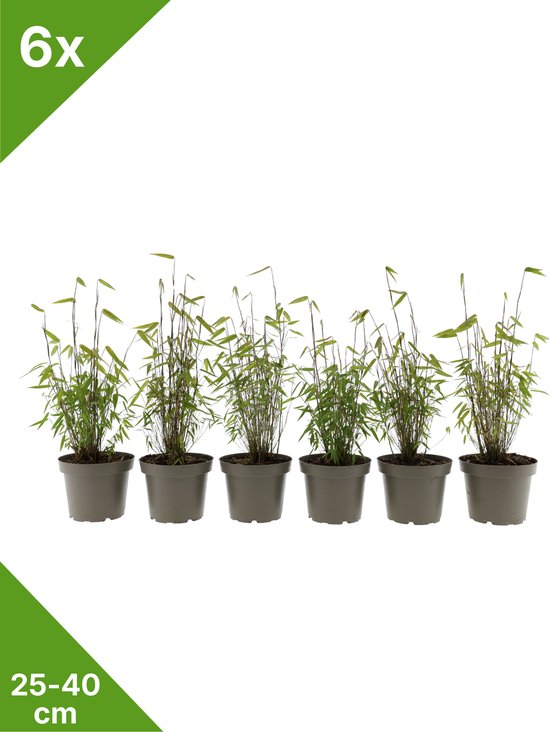 Six plants de bambou Fargesia 'Asian Wonder' de 25-40 cm de haut, chacun dans un pot gris.