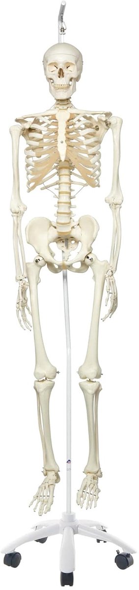 Anatomisch Skeletmodel standaard A10/1 voor educatief gebruik