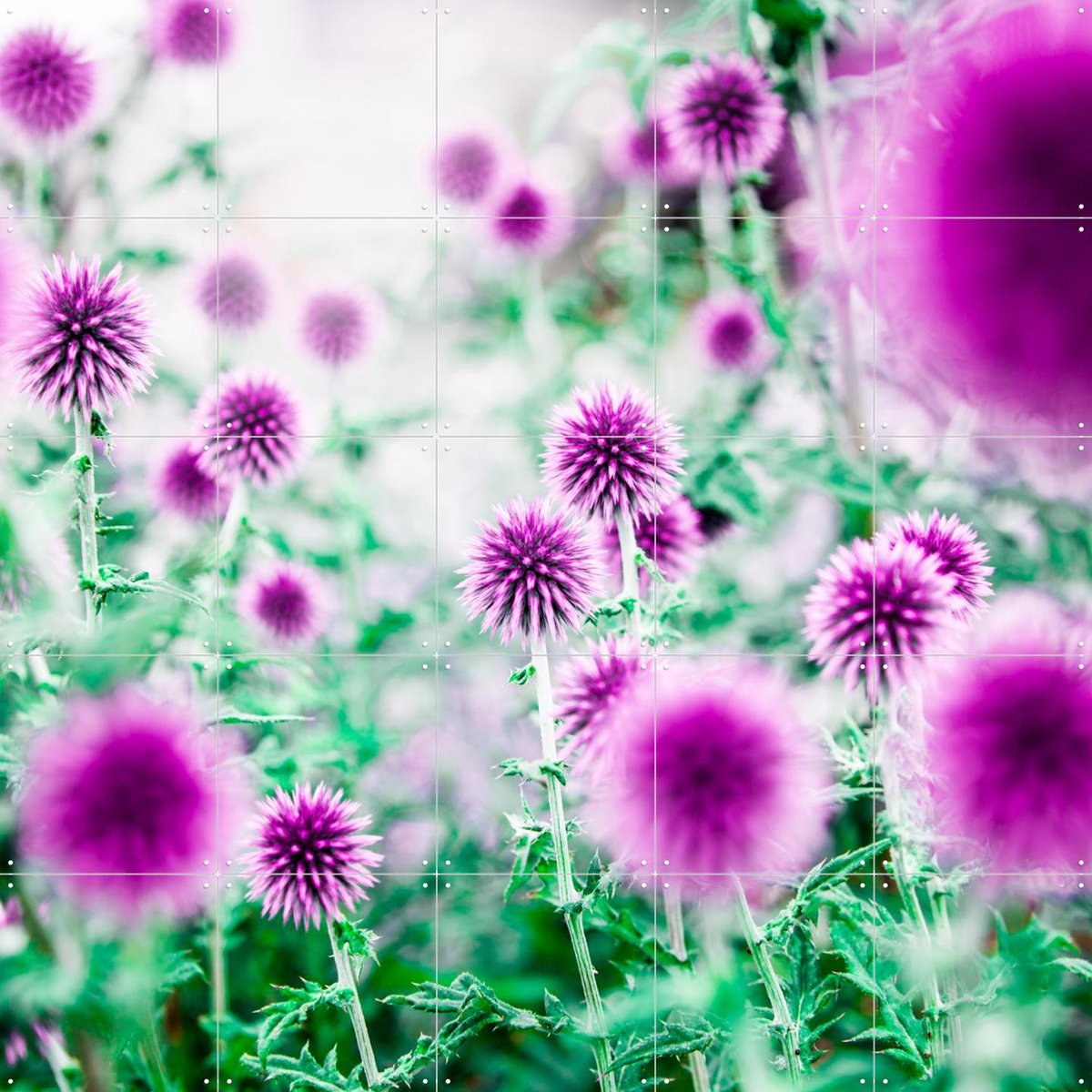 IXXI Dream Flowers Pink, Mareike Böhmer - 100 x 100 cm - Gratis ophangtool - Grote wanddecoratie en posters - Kleurrijk, Abstract, Fotografie