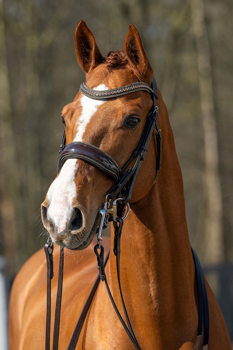 HB SHOWTIME STANG & TRENS HOOFDSTEL ONE IN A MILLION Bruin