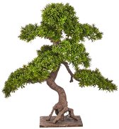 Kopu 7-troncs Podocarpus macrophyllus Bonsaï - 80 cm - pied en bois