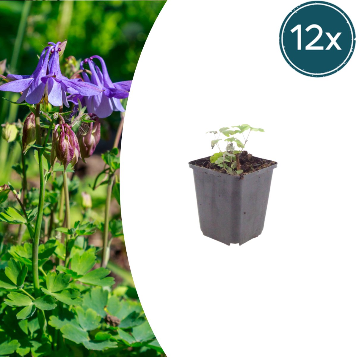 Tuinplantenshop.com | Aquilegia vulgaris | 12 stuks - Ø9cm - 10-25cm hoog - Tuinplant