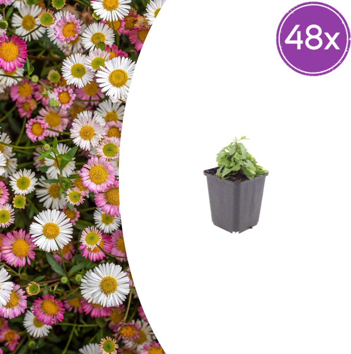 Tuinplantenshop.com | Erigeron karvinskianus | 48 stuks - Ø9cm - 10-25cm hoog - Tuinplant