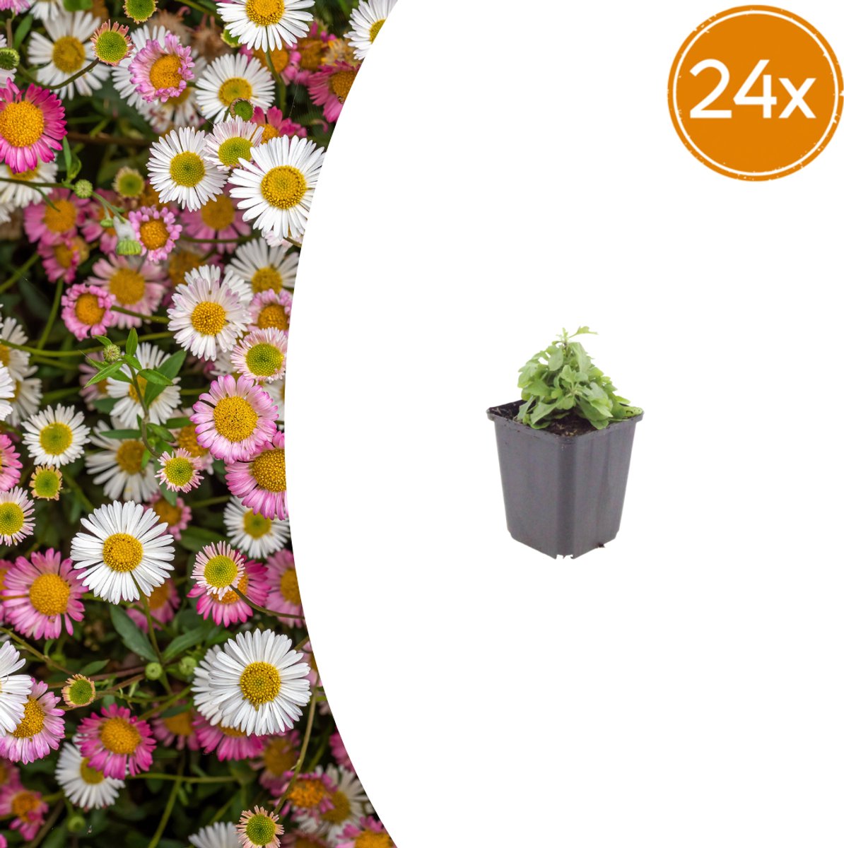 Tuinplantenshop.com | Erigeron karvinskianus | 24 stuks - Ø9cm - 10-25cm hoog - Tuinplant