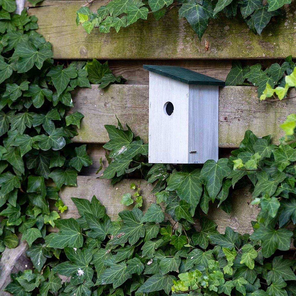 Gifts4Nature Nestkast - 32mm - Nestkastje voor o.a. Koolmees, Boomklevers & Mussen - Houten Vogelhuisje - FSC-gecertificeerd - Grijs / Groen
