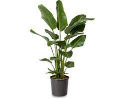 Strelitzia Nicolai - 100 - 120cm Hoog - Paradijsvogelplant - Luchtzuiverend - Pot 21cm