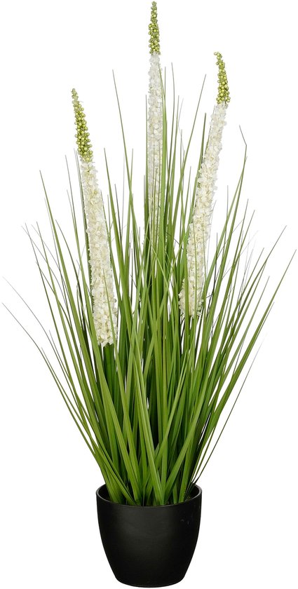 Une grande plante d'herbe décorative verte avec des épis de fleurs blancs dans un pot noir, sur fond blanc.