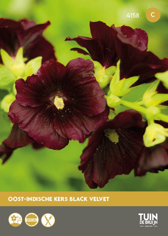 Oost-Indische Kers Zaden King Theodore – Nasturtium – ±30 Zaden – Donkerrode Bloemen – Lage Bodembedekker – Eetbare Bloemen – Voor Tuin, Balkon en Pot - Tuin de Bruijn® zaden