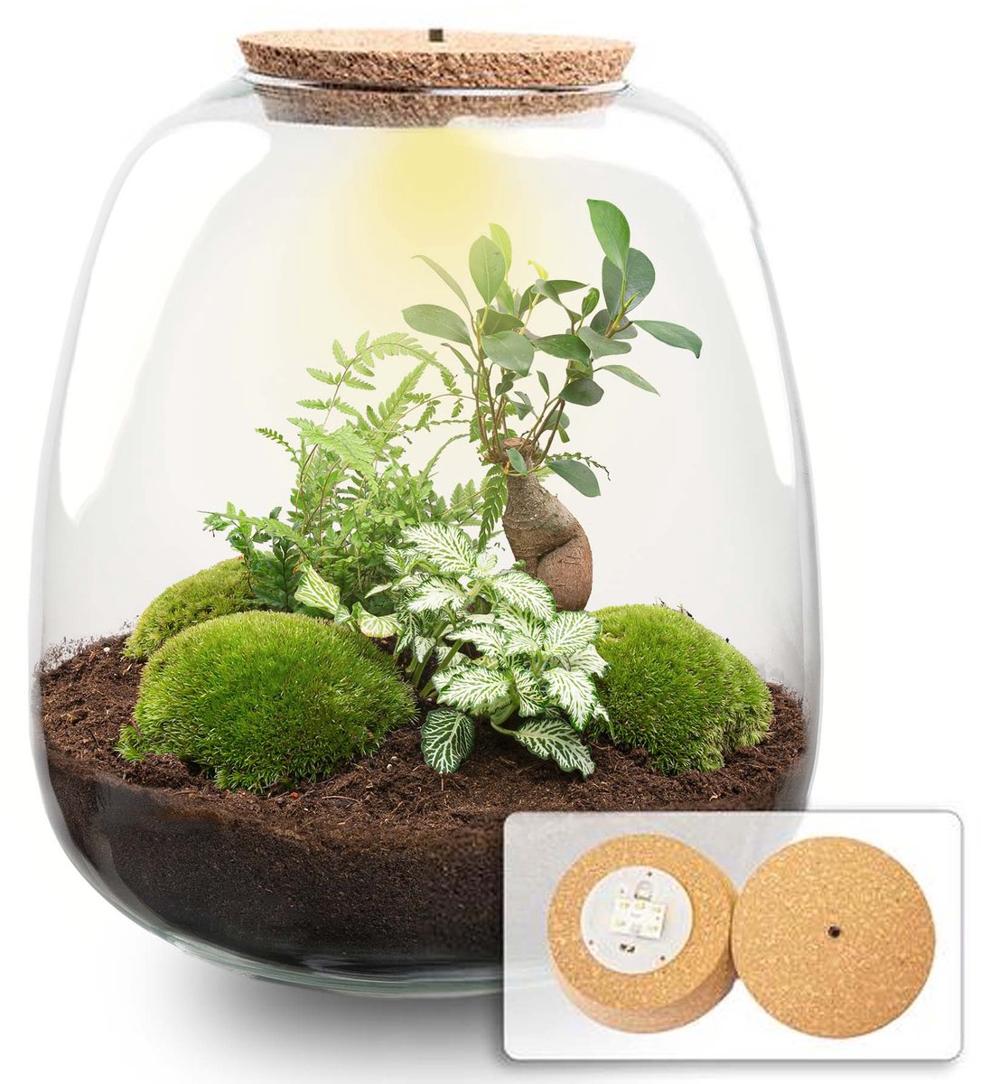 Emma - Terrarium with light - Bottle garden DIY kit - Ø 23 cm ↑ 25 cm