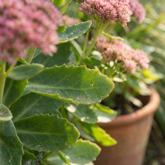 Close-up van de dikke, groene bladeren van een Sedum plant in een terracotta pot.