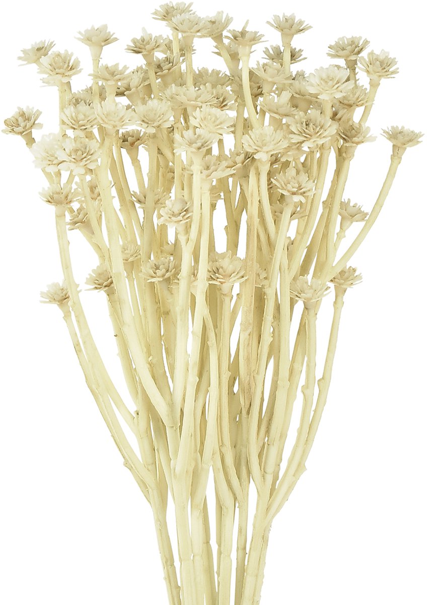 Viana Kunstcurrykruid wit beige L28cm 12 stuks 1 bos