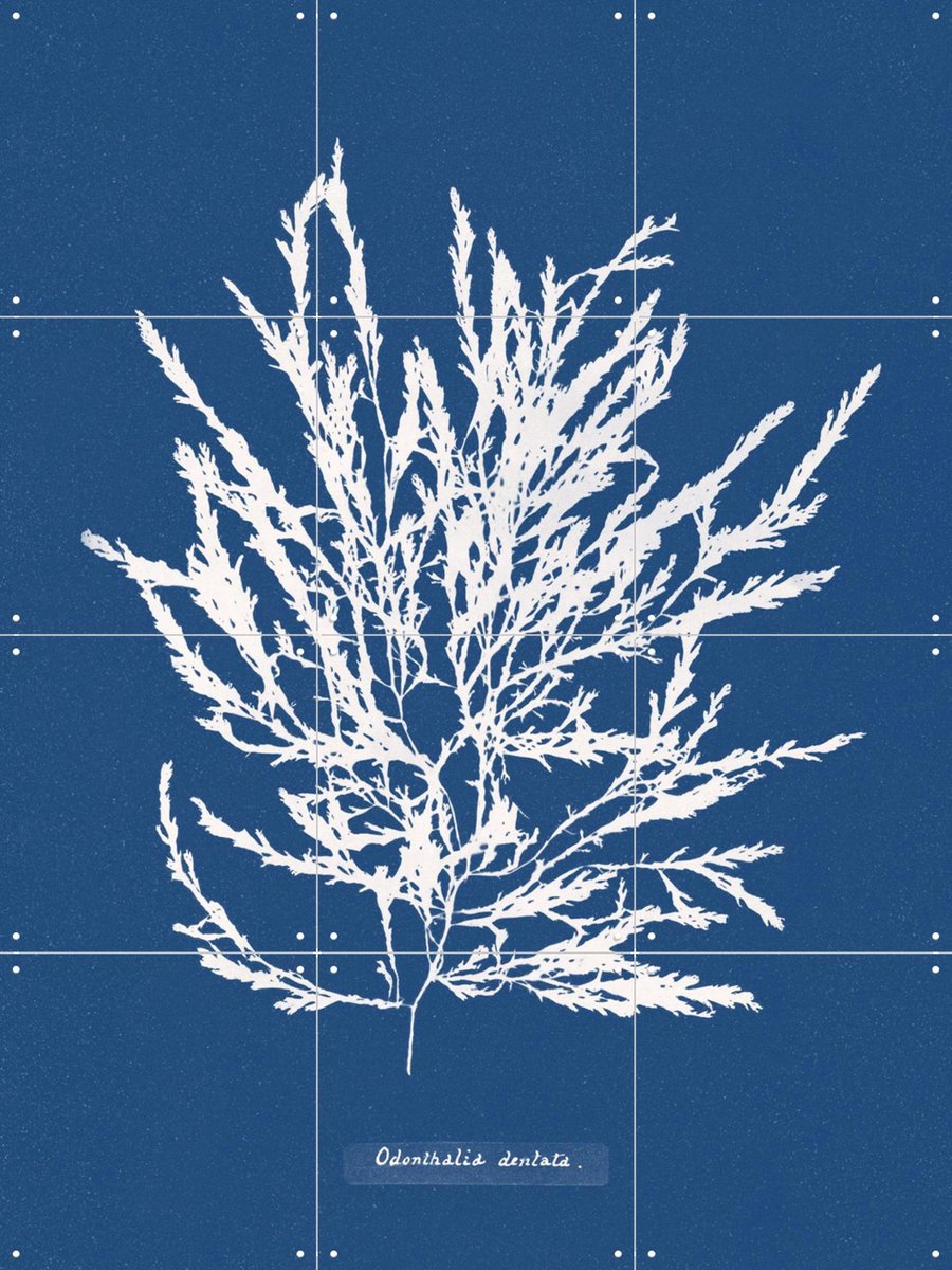 IXXI Odonthalia Dentata - Fern, Aster Edition - 60 x 80 cm - Gratis ophangtool - Grote wanddecoratie en posters - Kleurrijk, Illustraties, Botanisch