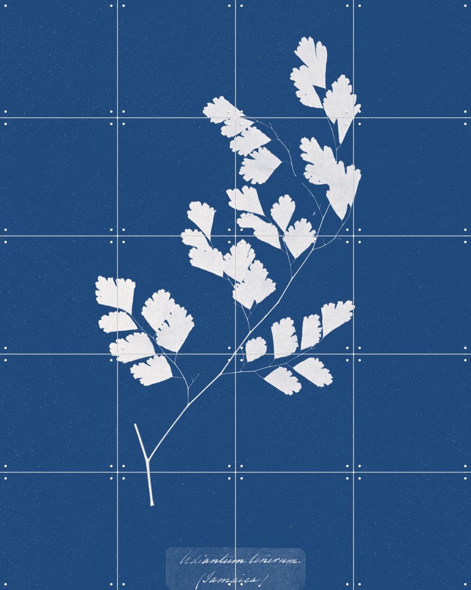 IXXI Adiantum Tenerum Fern, Aster Edition - 80 x 100 cm - Gratis ophangtool - Grote wanddecoratie en posters - Abstract, Klassiek, Vintage, Planten