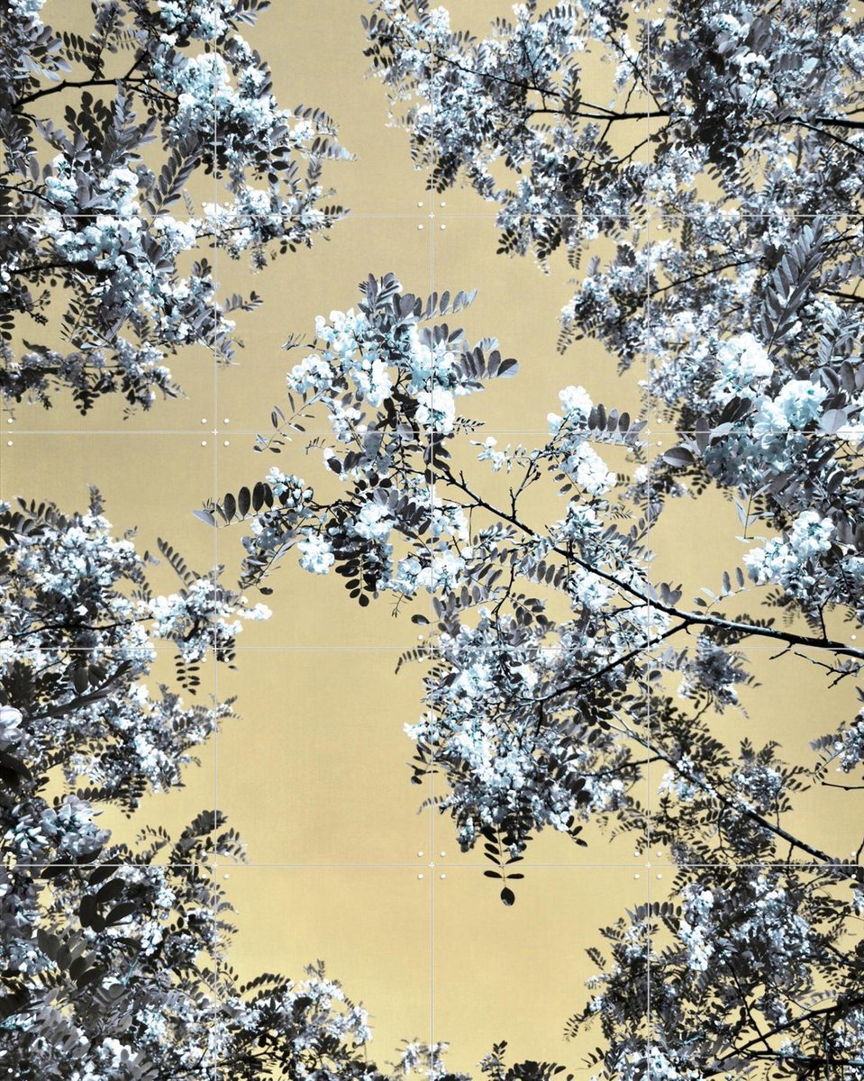 IXXI Blossoming, Angelo Cerantola - 80 x 100 cm - Gratis ophangtool - Grote wanddecoratie en posters - Kleurrijk, Fotografie, Grafisch Ontwerp
