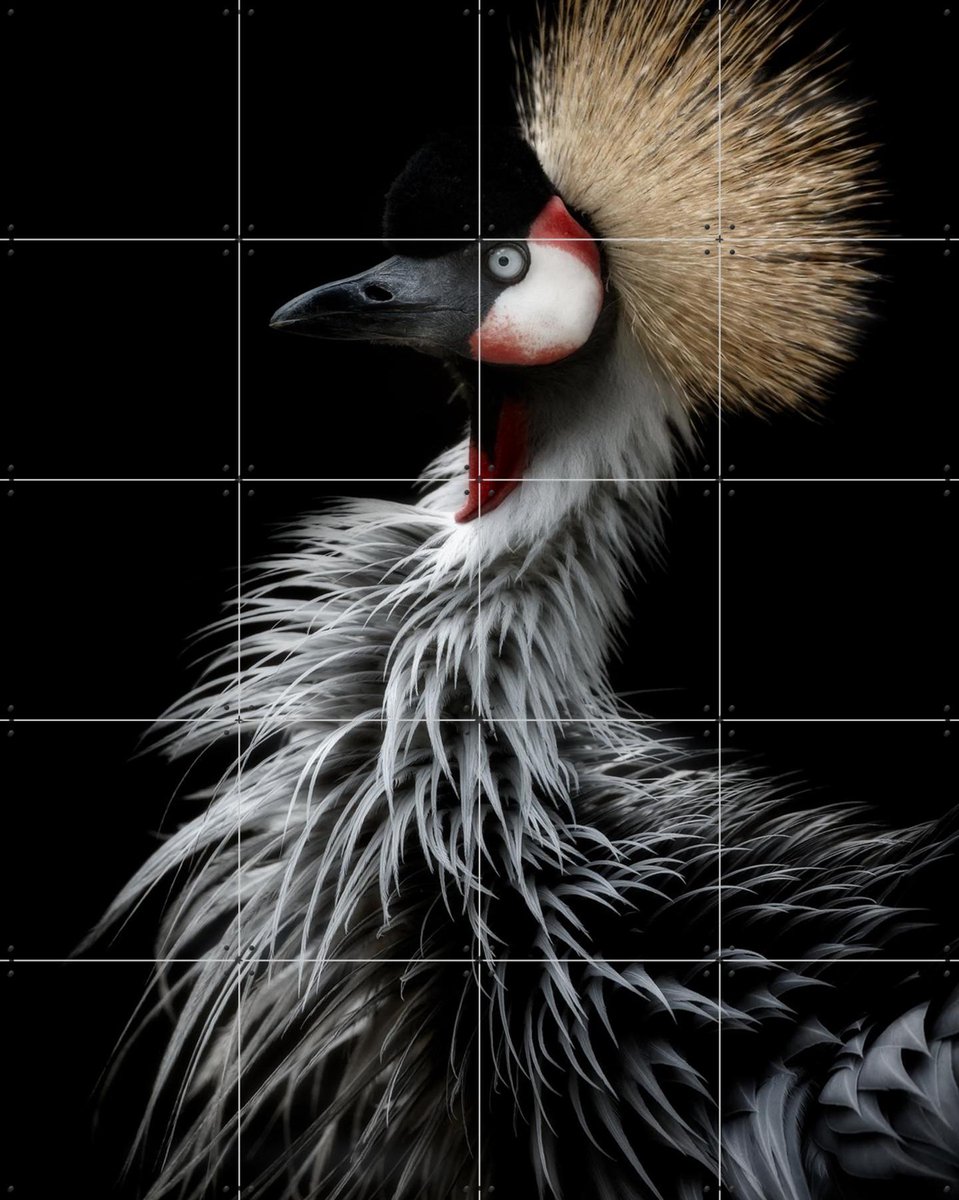 IXXI Crowned Crane's Portrait, Elji Itoyama & Various - 80 x 100 cm - Gratis ophangtool - Grote wanddecoratie en posters - Fotografie, Portretten