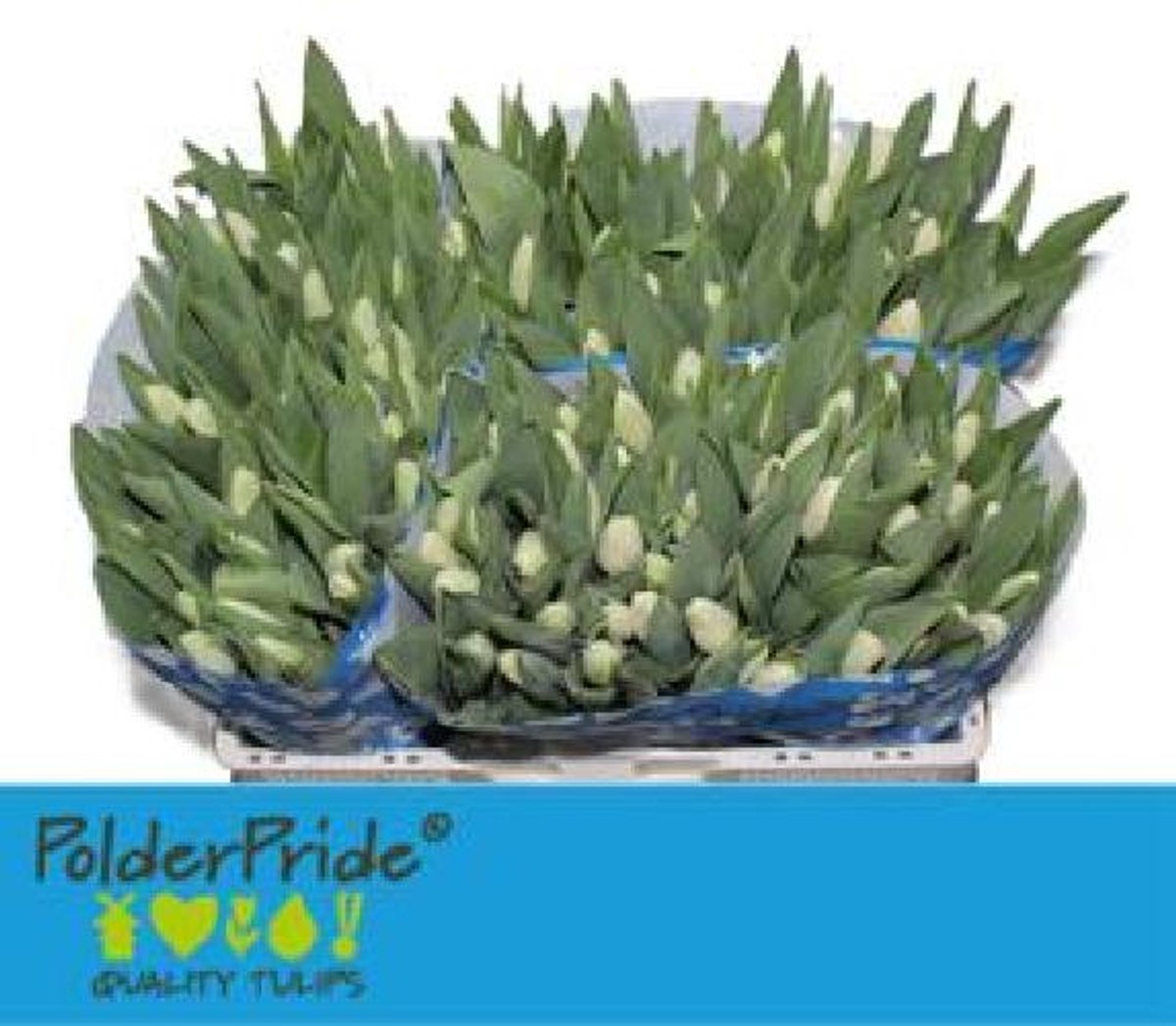 50x Tulipa snowboard en 40cm