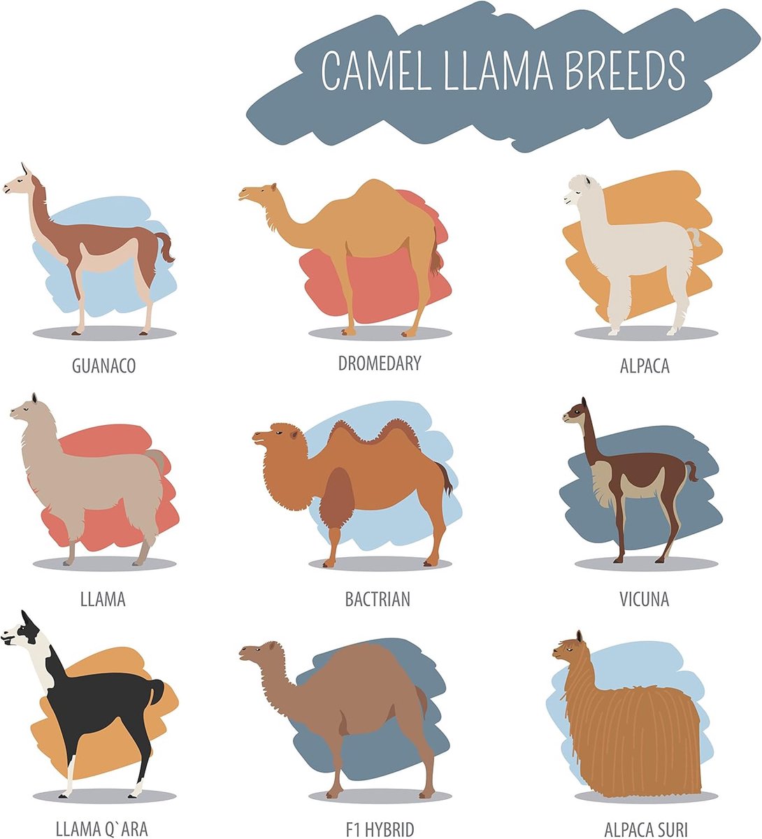 Grote Katoenen Theedoek met Kameel en Lama Rassen Print - Absorberend en Duurzaam