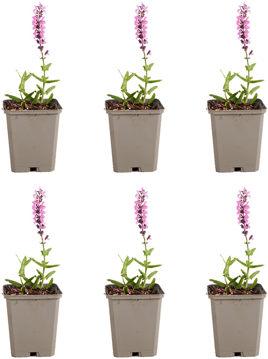 Bloomique - Set van 6 - Salvia Sensation Deep Rose - Salie - Roze bloeiend - Winterhard - Vaste Plant - Bijvriendelijk - 10-20cm Hoog - Pot 9cm
