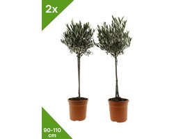 GARDENZO - Olijfbomen op stam 90-110cm (Olea europaea) - set van 2 - Ø19cm pot - Winterhard