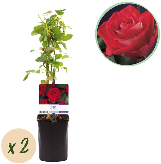 Rosier grimpant en pot avec tuteurs, étiquette de fleur et un gros plan circulaire d'une rose rouge.