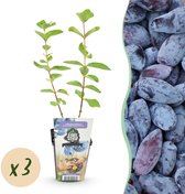 Green boutiQ - Fruitplanten - Honingbes - Lonicera caerulea Kamtschatica - Winterhard - 3 Planten - Pot 9 cm - Blauw Bes