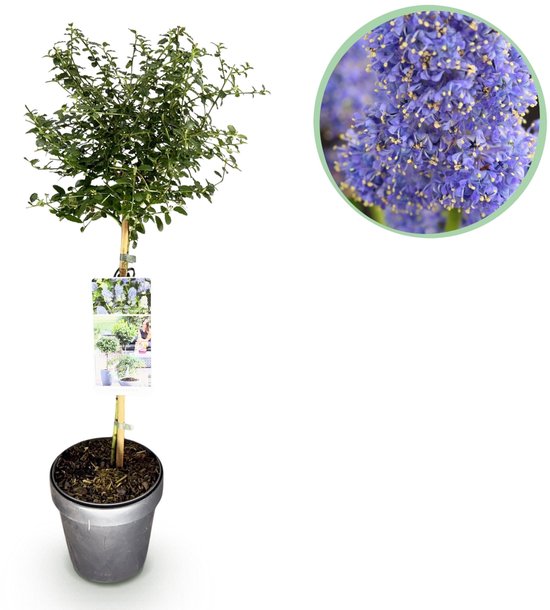 Green boutiQ - Plant op Stam - Ceanothus thyrsiflorus Repens - Terras Plant - Bladhoudend - Winterhard - Paarse Bloem - Pot 19cm Hoogte 90cm