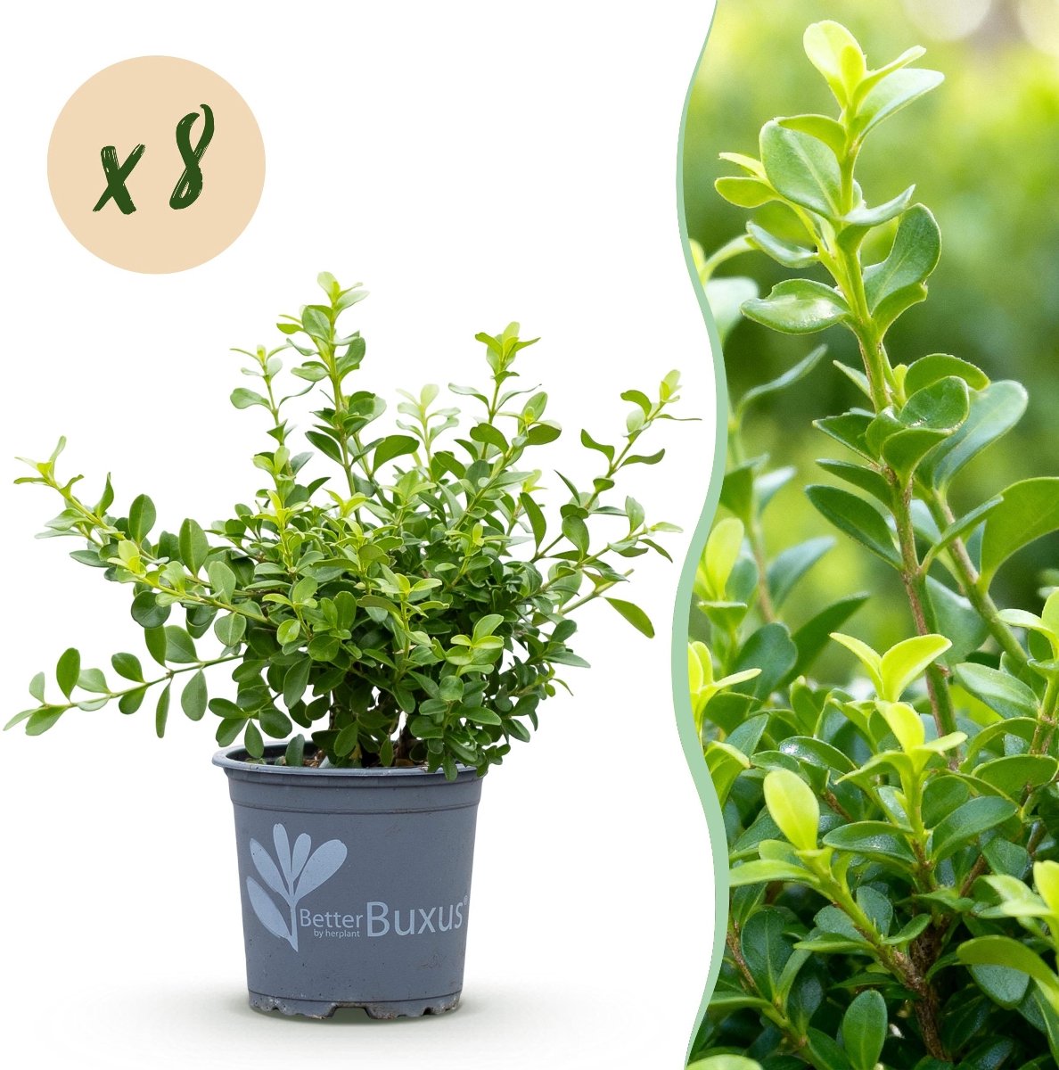 Green BoutiQ - Buxus Haag - BetterBuxus Babylon Beauty - Resistant Tegen De Buxus Schimmel - 8 Planten - 1 Strekkende Meter - Pot 9cm Hoogte 20-25