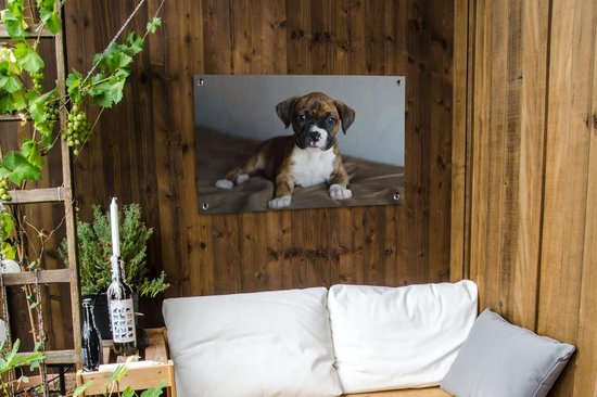 Affiche de jardin chiot Boxer couché sur un kussen 90x60 cm - Toile de jardin / Toile d'extérieur / Peintures pour l'extérieur (décoration de jardin)