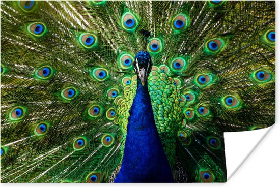 Poster Paon coloré symétrique 30x20 cm - petit - Tirage photo sur Poster (décoration murale salon / chambre)