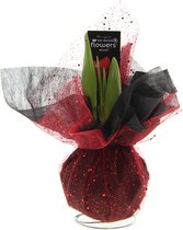 Amaryllis Xmas Wrapz Rood | 1 stuk | Rood | Kamerplant