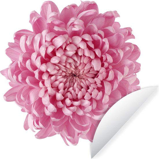 Papier Peint Autocollant 3D – Motif Chrysanthème H782, Amovible, Sinsin, Sans Marque
