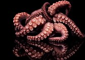 The octopus – 120cm x 80cm - Fotokunst op PlexiglasⓇ incl. certificaat & garantie.