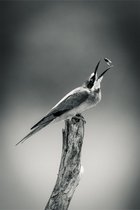 Bird meal – 80cm x 120cm - Fotokunst op PlexiglasⓇ incl. certificaat & garantie.