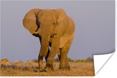Poster Afrikaanse olifant in het zand - 30x20 cm