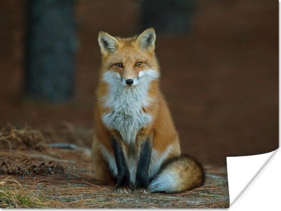 Zittende rode vos Poster 40x30 cm - klein - Foto print op Poster (wanddecoratie woonkamer / slaapkamer) / Wilde dieren Poster