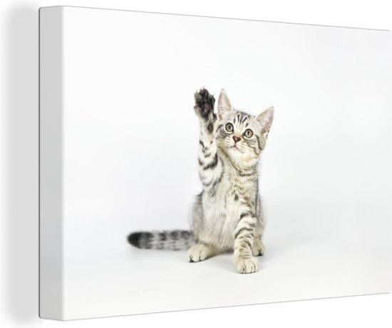 Canvas Schilderij Kitten - Poot - Wit - Meisjes - Kinderen - Jongens - Kind - 90x60 cm - Wanddecoratie